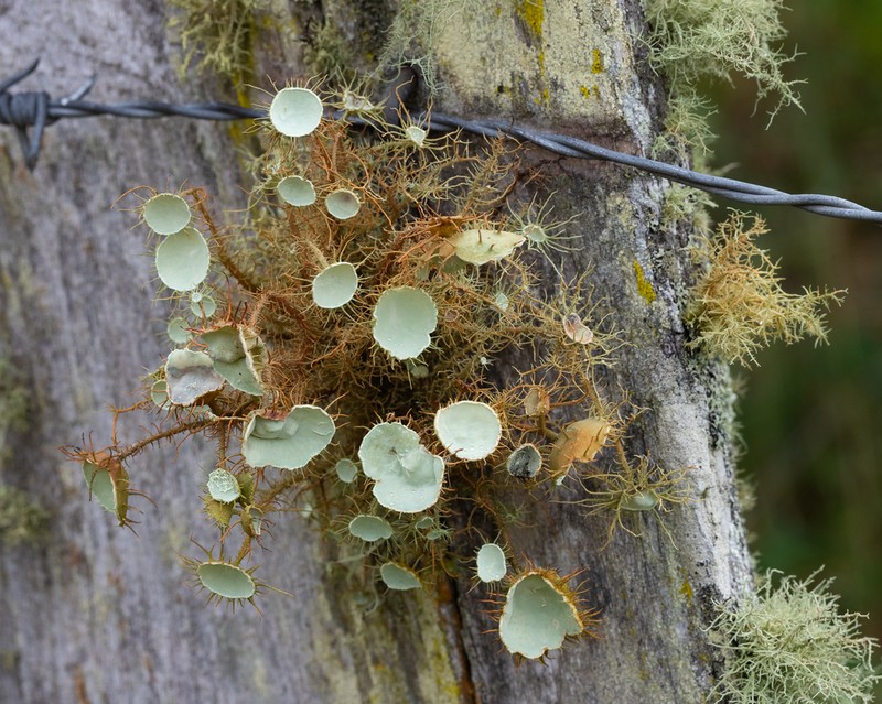 Beard Lichen photo 5