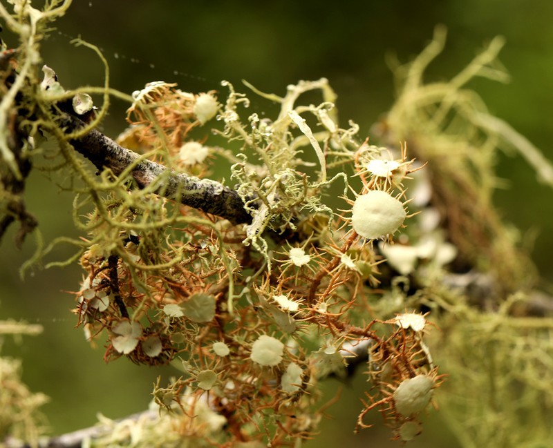 Beard Lichen photo 6