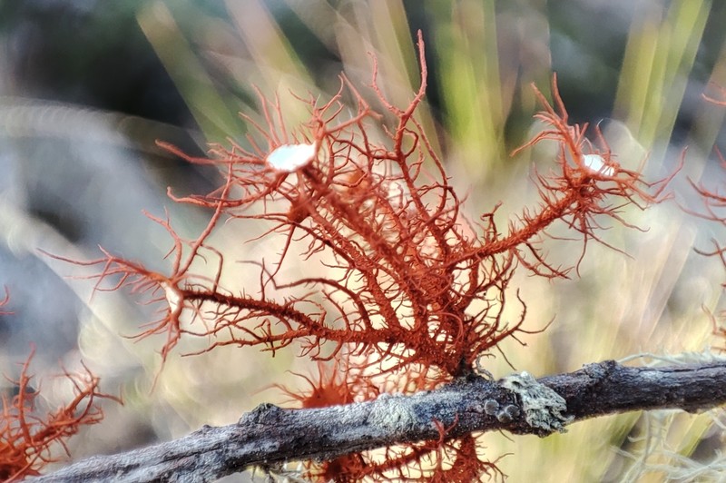 Beard Lichen photo 7