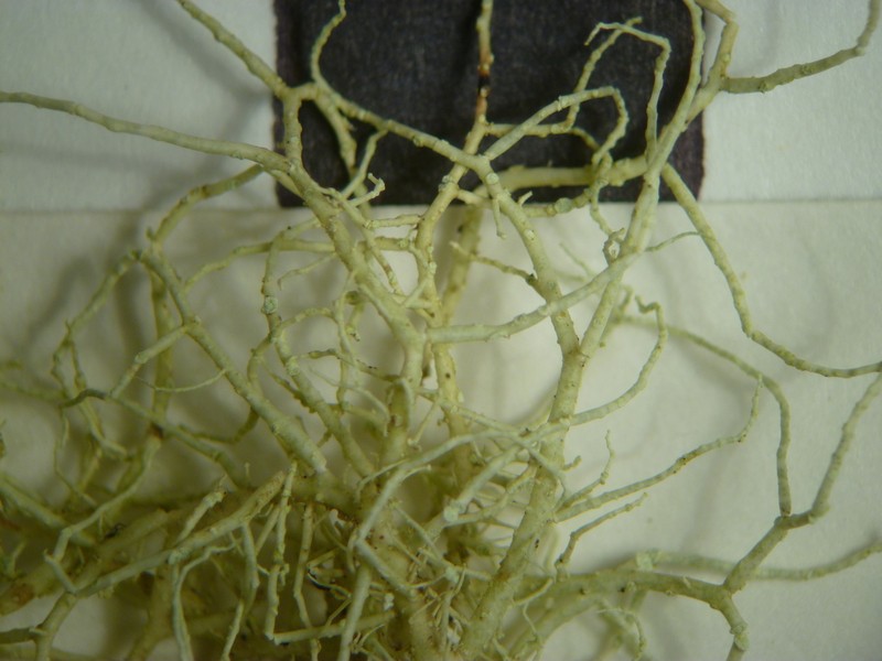 Usnea esperantiana photo 2