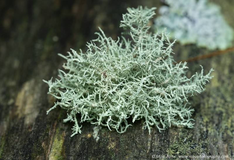 Usnea esperantiana photo 3