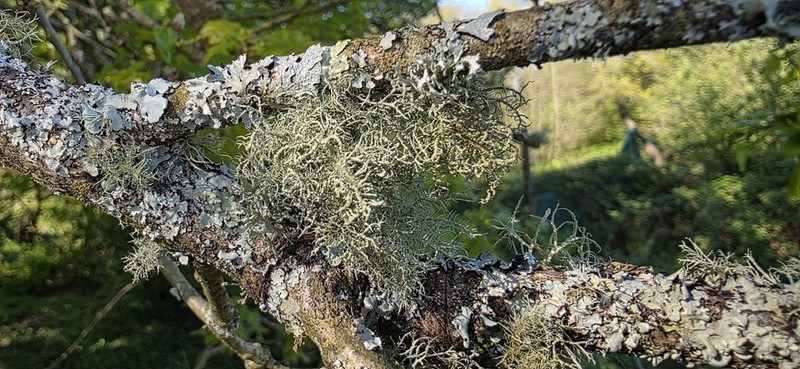 Usnea esperantiana photo 4
