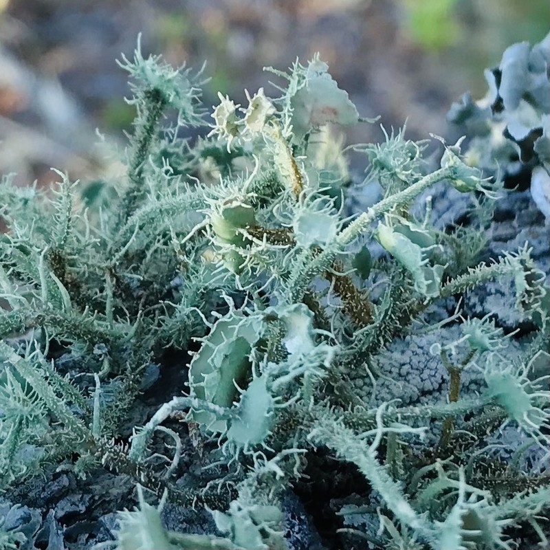 Evans' Beard Lichen