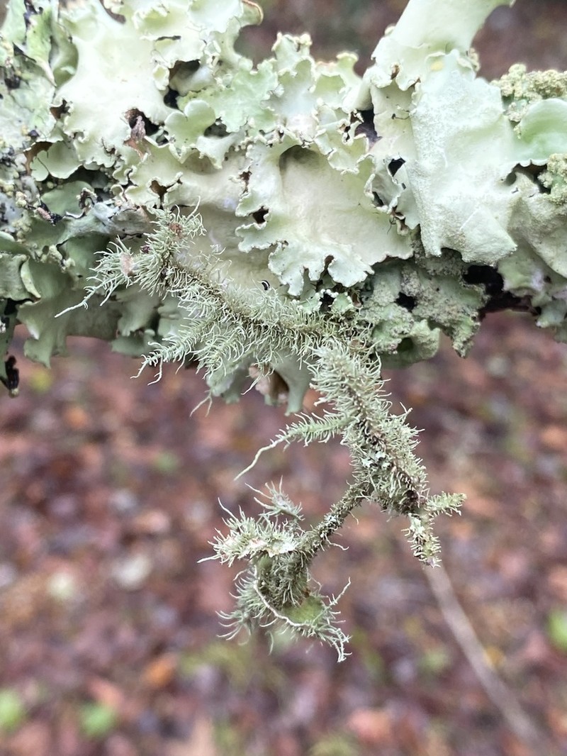 Evans' Beard Lichen photo 2
