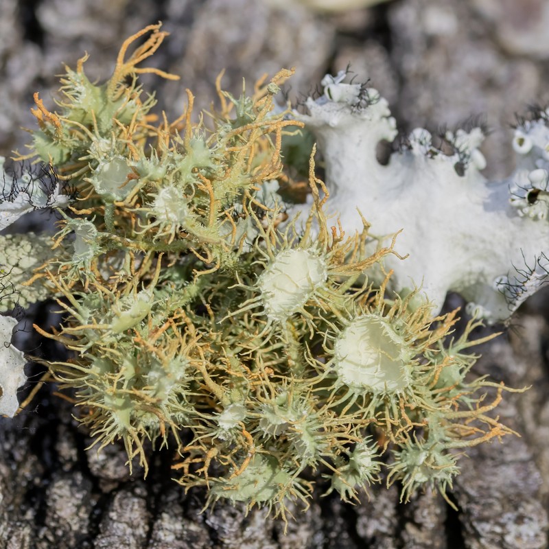 Evans' Beard Lichen photo 4