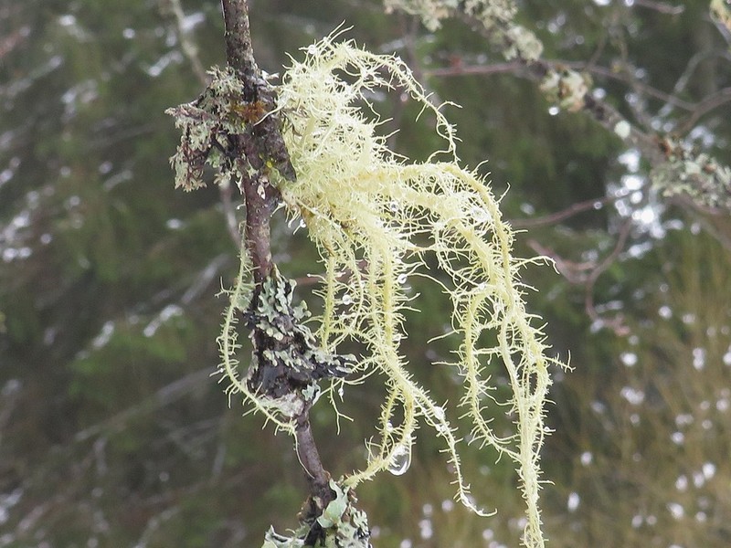 Beard Lichen photo 2