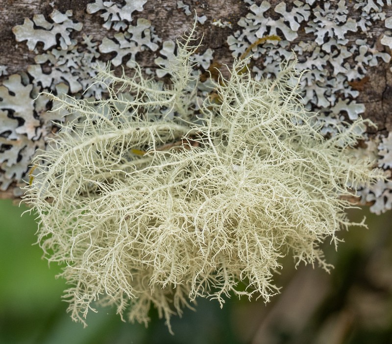 Beard Lichen photo 3