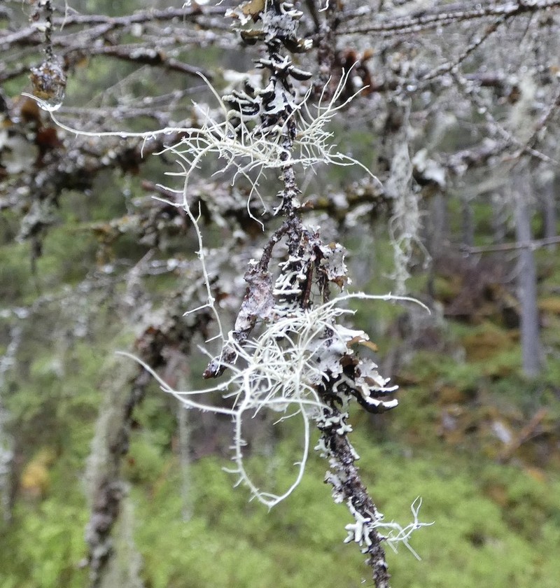 Beard Lichen photo 4