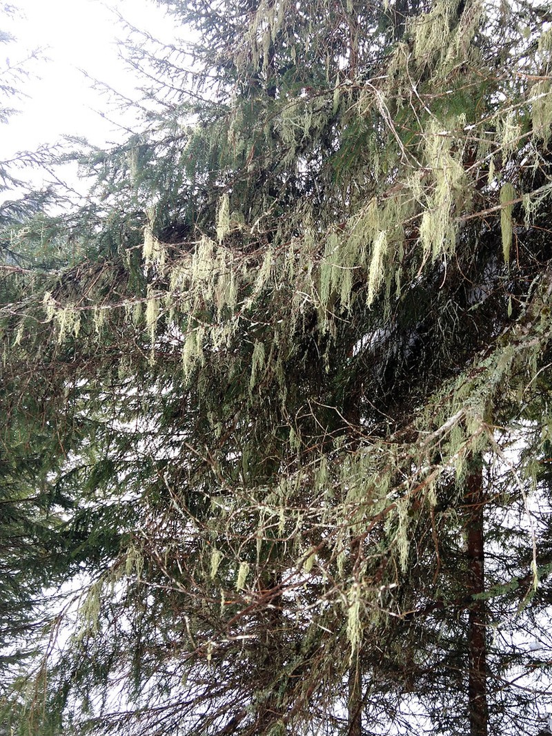 Beard Lichen photo 5