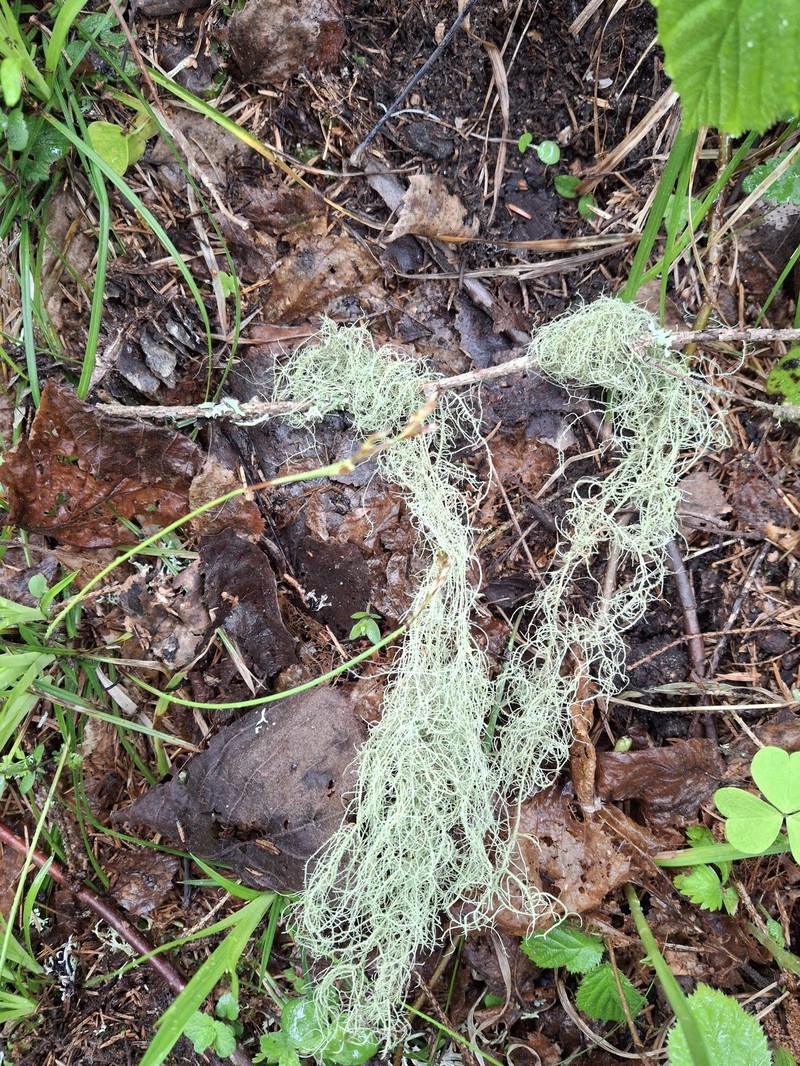 Beard Lichen photo 6