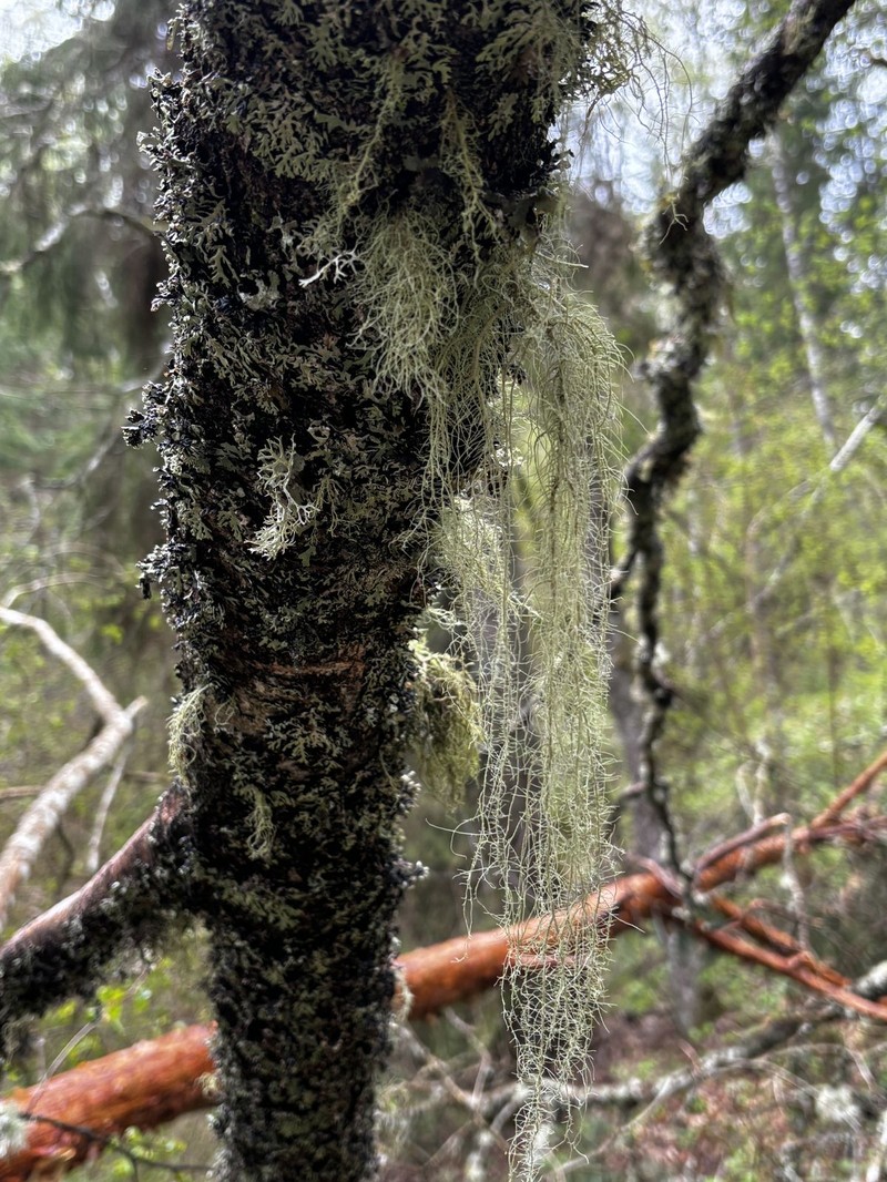 Beard Lichen photo 7
