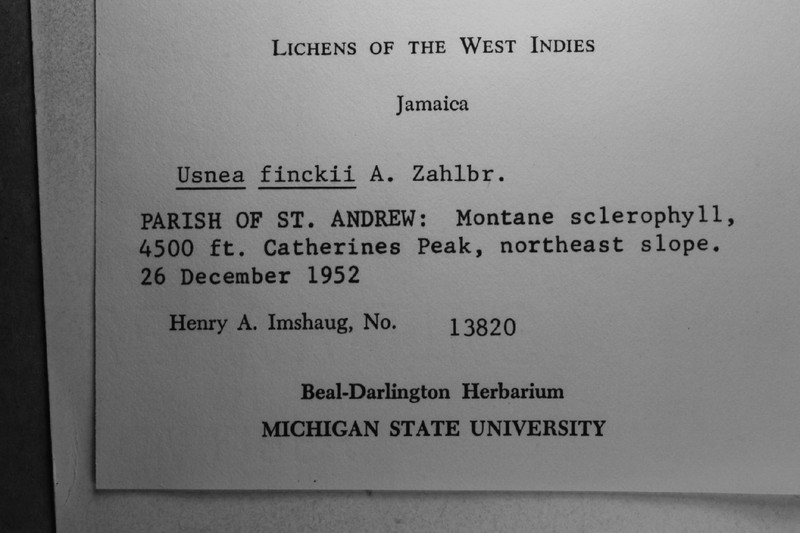 Fink's Beard Lichen photo 4