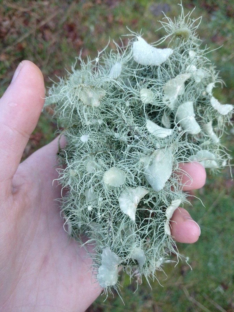 Florida Beard Lichen photo 3