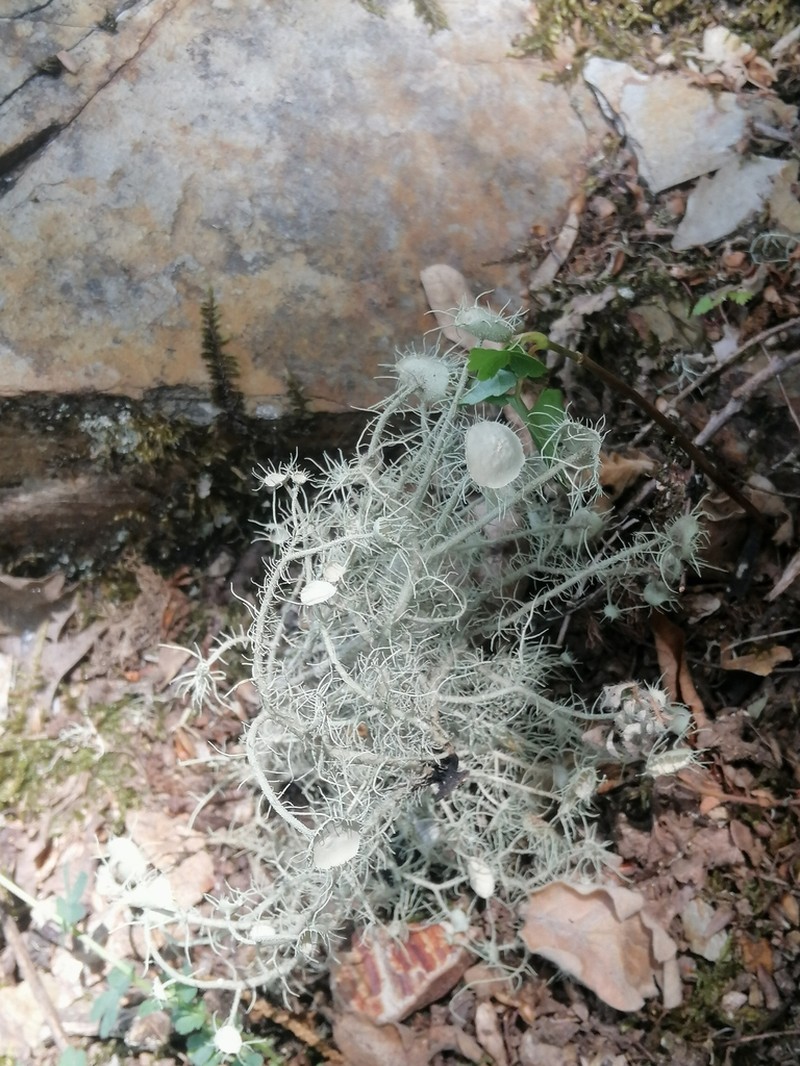 Florida Beard Lichen photo 4