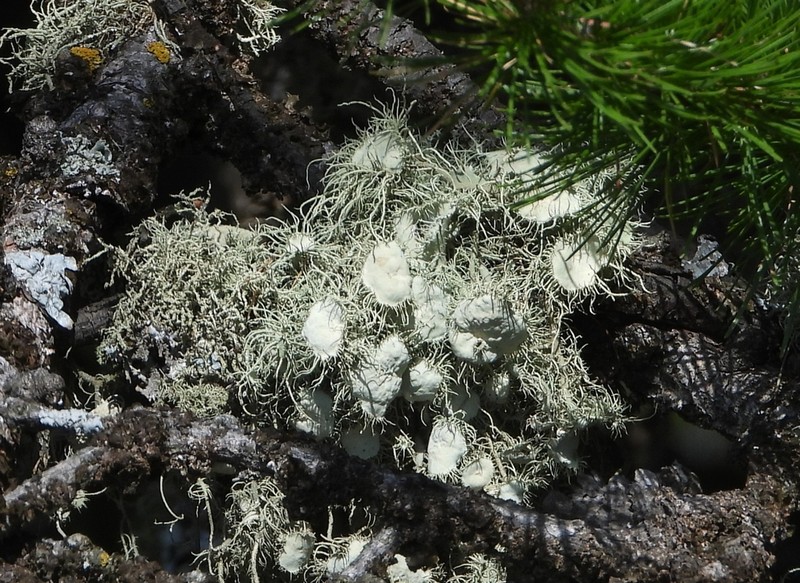 Florida Beard Lichen photo 5