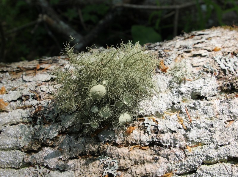 Florida Beard Lichen photo 6