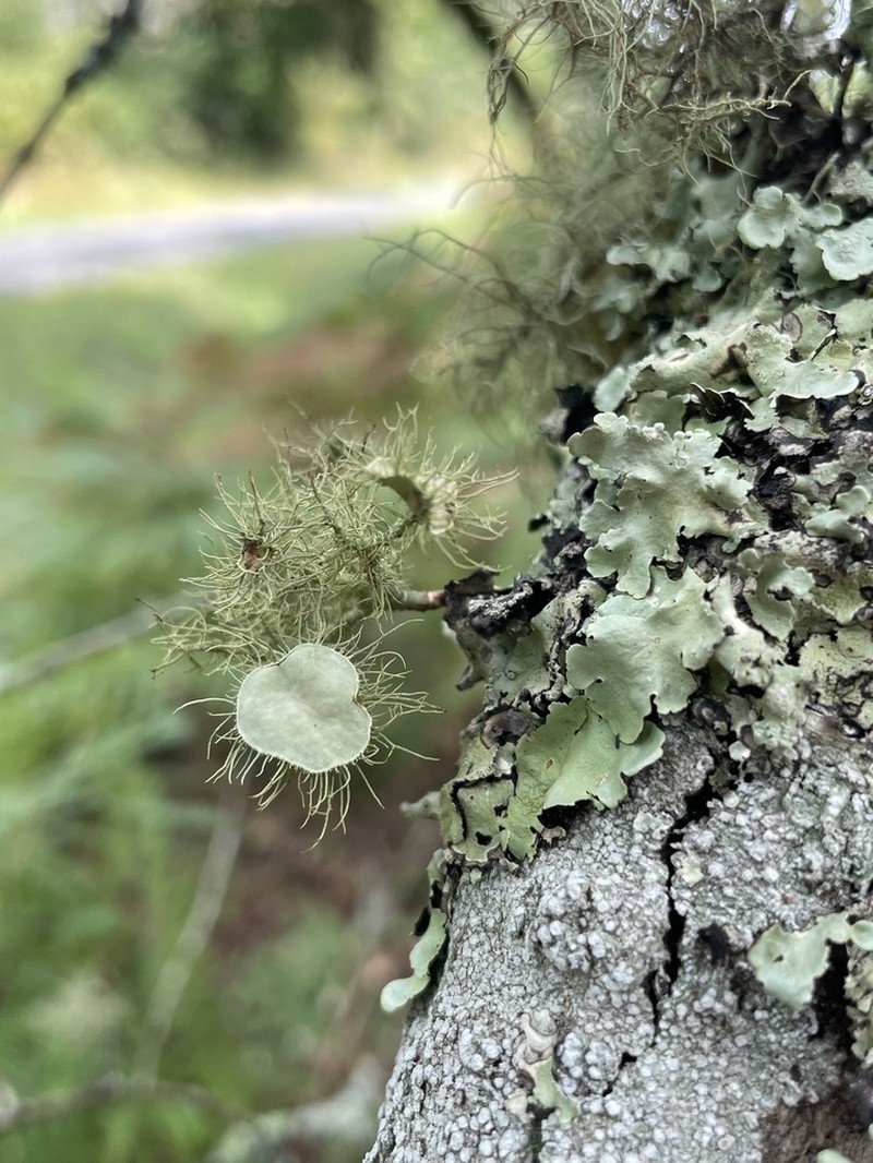 Florida Beard Lichen photo 7
