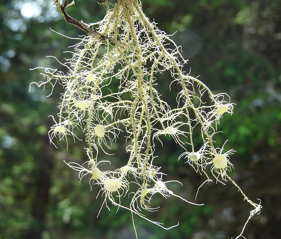 Florida Beard Lichen