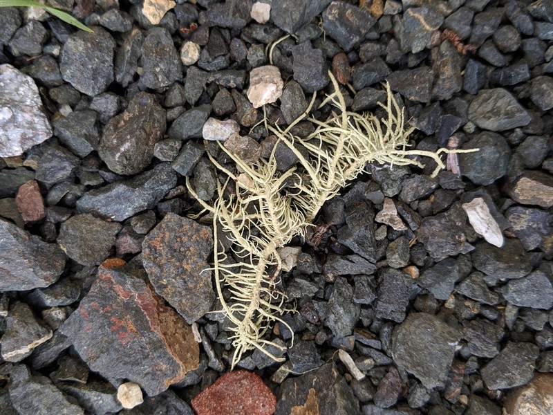 Fragile Beard Lichen