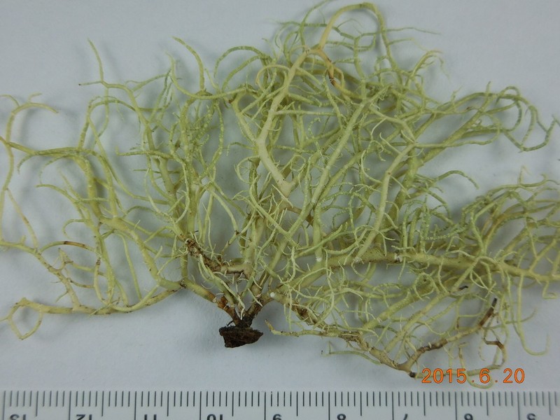 Fragile Beard Lichen photo 2