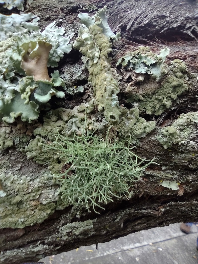 Fragile Beard Lichen photo 3