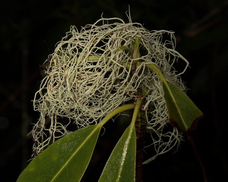 Fragile Beard Lichen photo 4