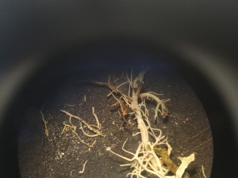 Fragile Beard Lichen photo 5