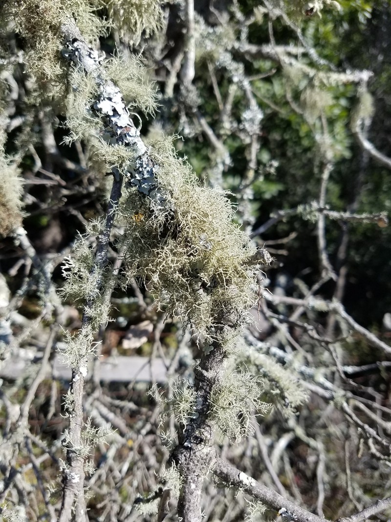 Fragile Beard Lichen photo 6