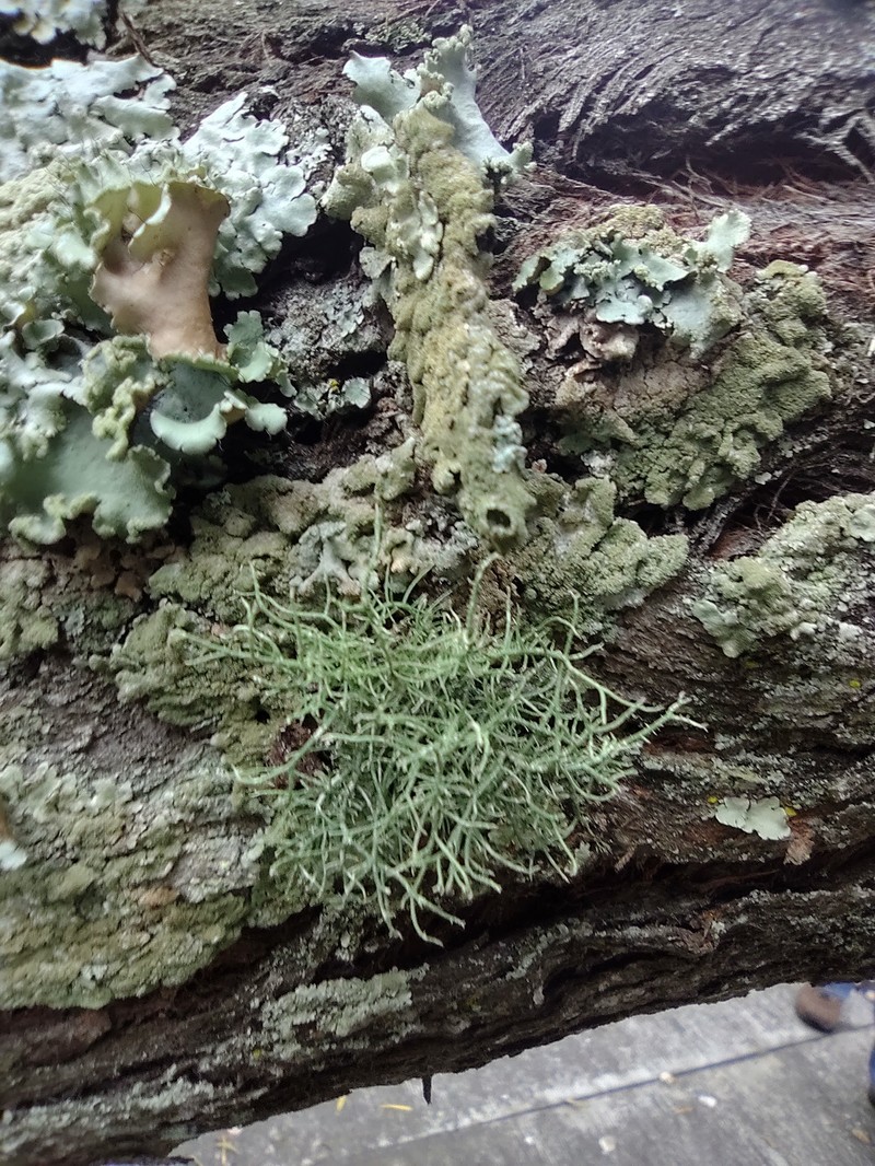 Fragile Beard Lichen photo 7