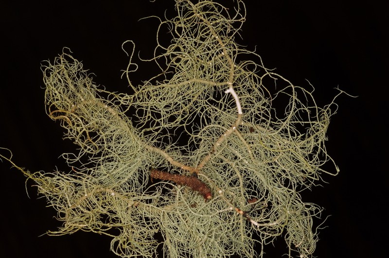 Beard Lichen photo 2