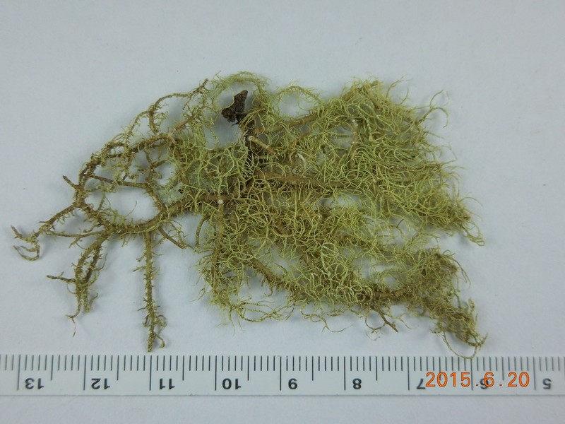 Beard Lichen photo 3