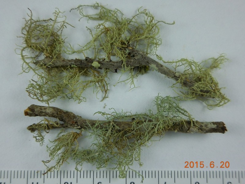 Beard Lichen
