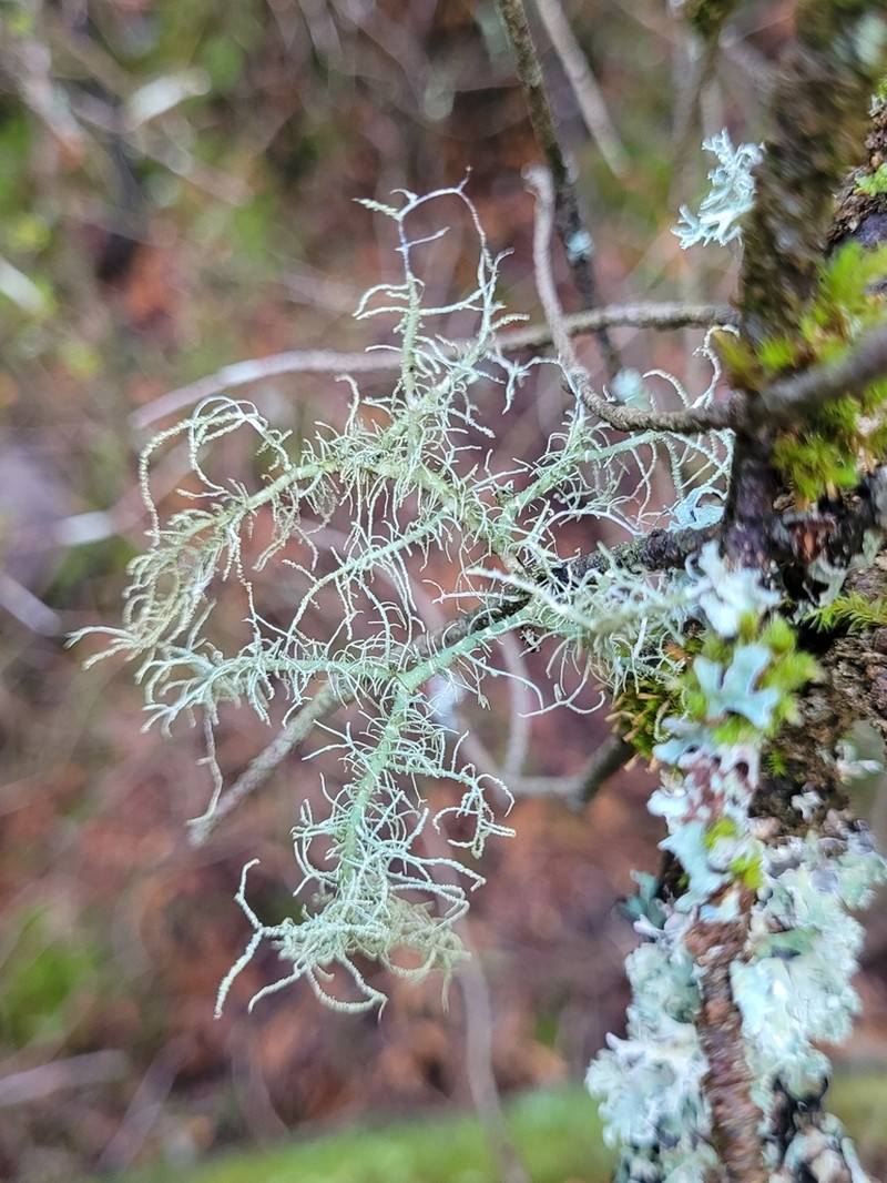 Beard Lichen photo 2