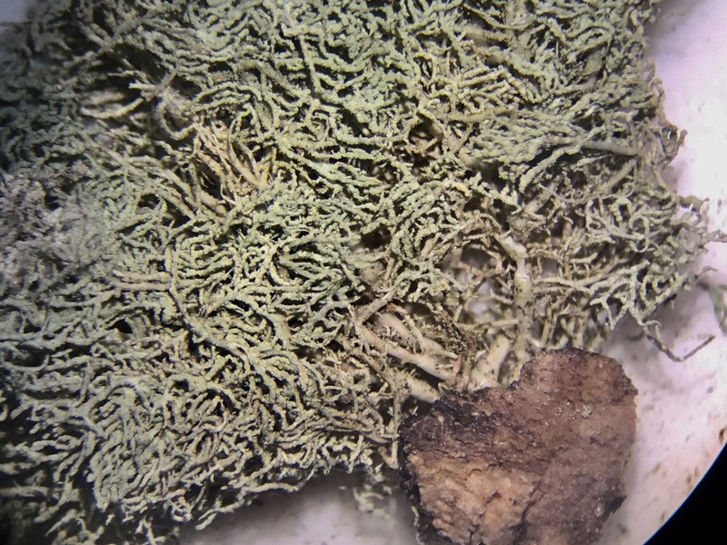 Beard Lichen photo 3
