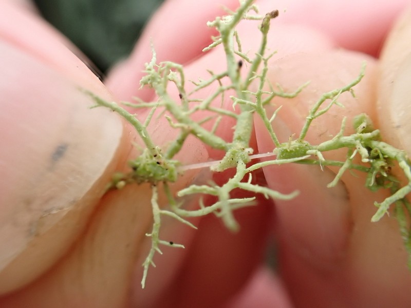 Beard Lichen photo 4