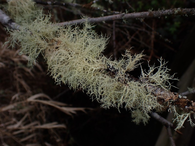 Beard Lichen photo 6