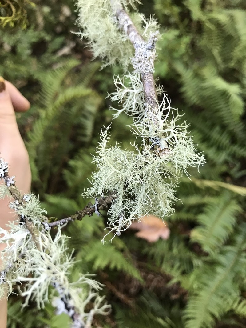 Beard Lichen photo 7