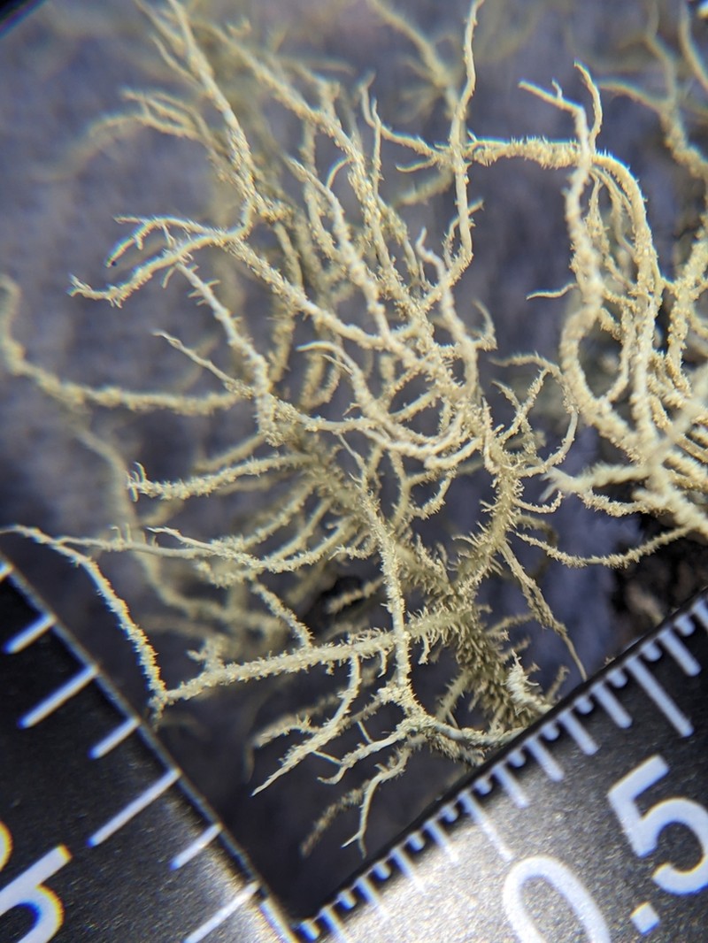 Beard Lichen photo 8