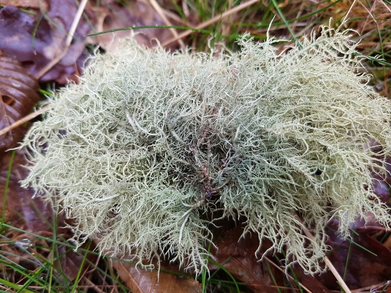 Beard Lichen