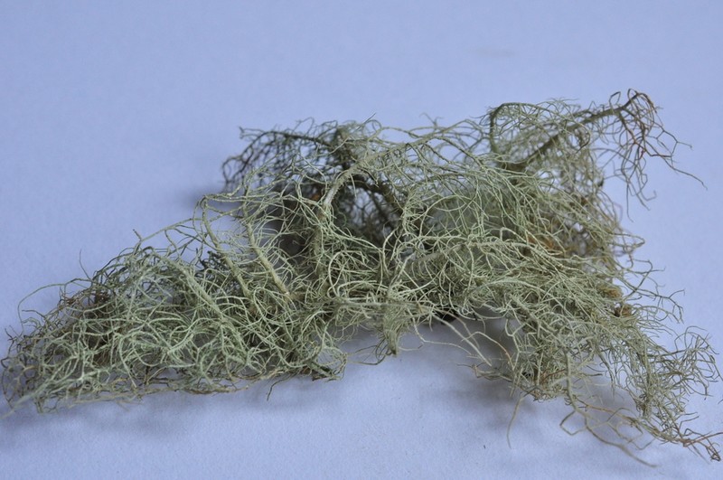 Beard Lichen photo 2