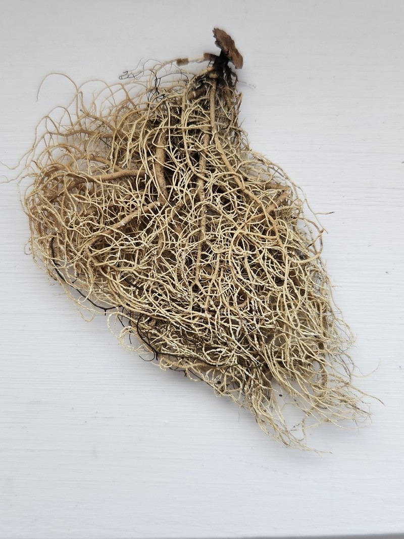 Beard Lichen photo 3