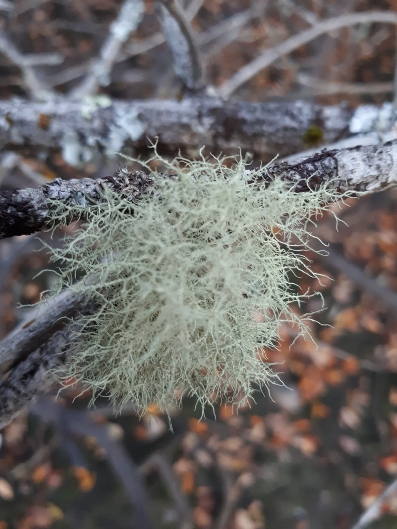 Beard Lichen photo 5