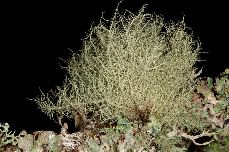 Beard Lichen photo 6