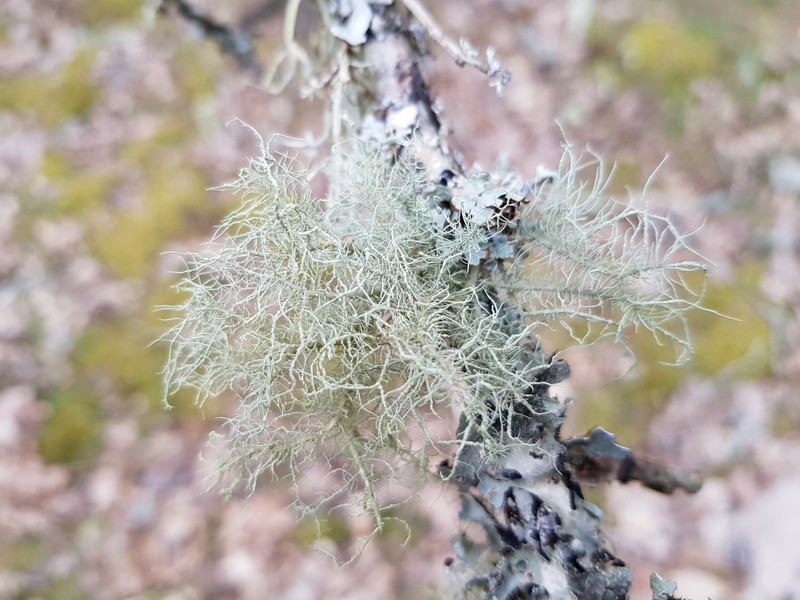Beard Lichen photo 8