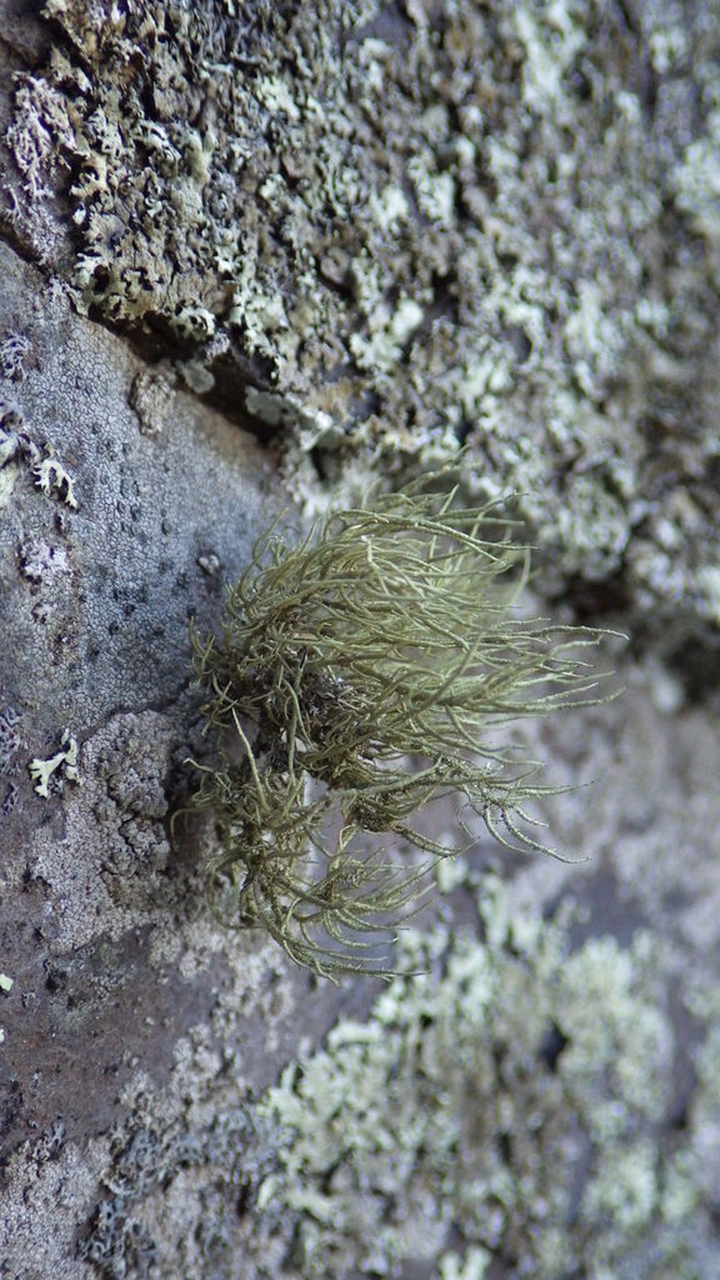 Usnea halei