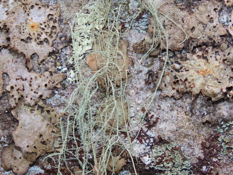 Usnea halei photo 2
