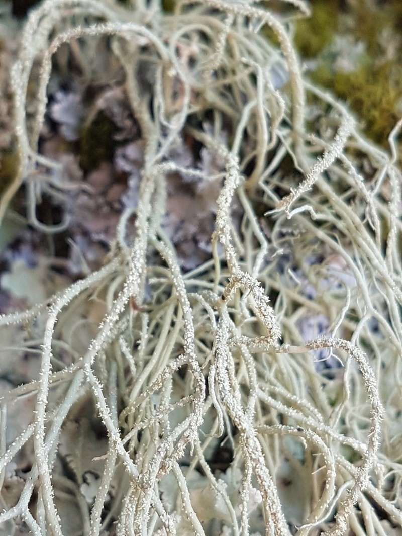 Usnea halei photo 3