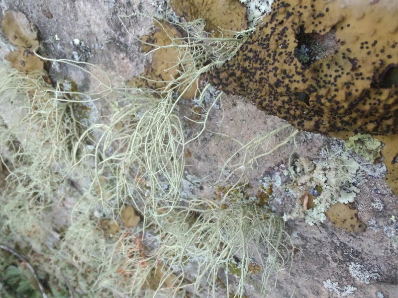 Usnea halei photo 4