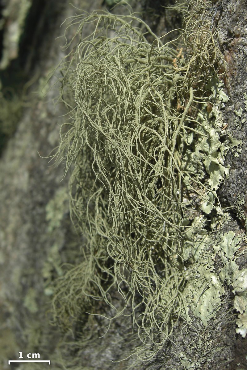 Usnea halei