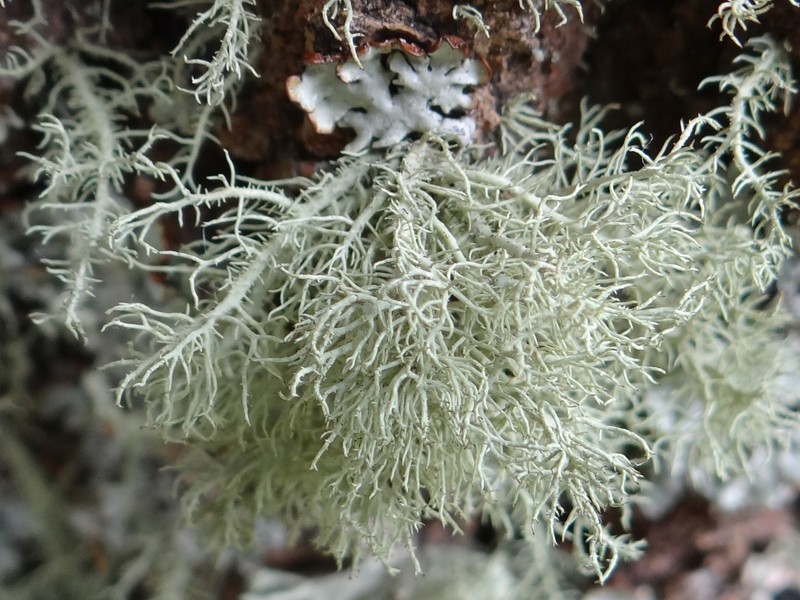 Beard Lichen